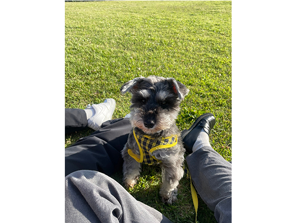 卒業犬のほたるちゃんとシェイクちゃん♪
